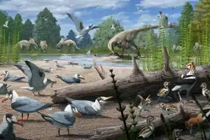 Bird Nesting Evolution