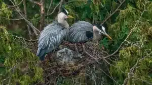 Bird Nesting in City Parks