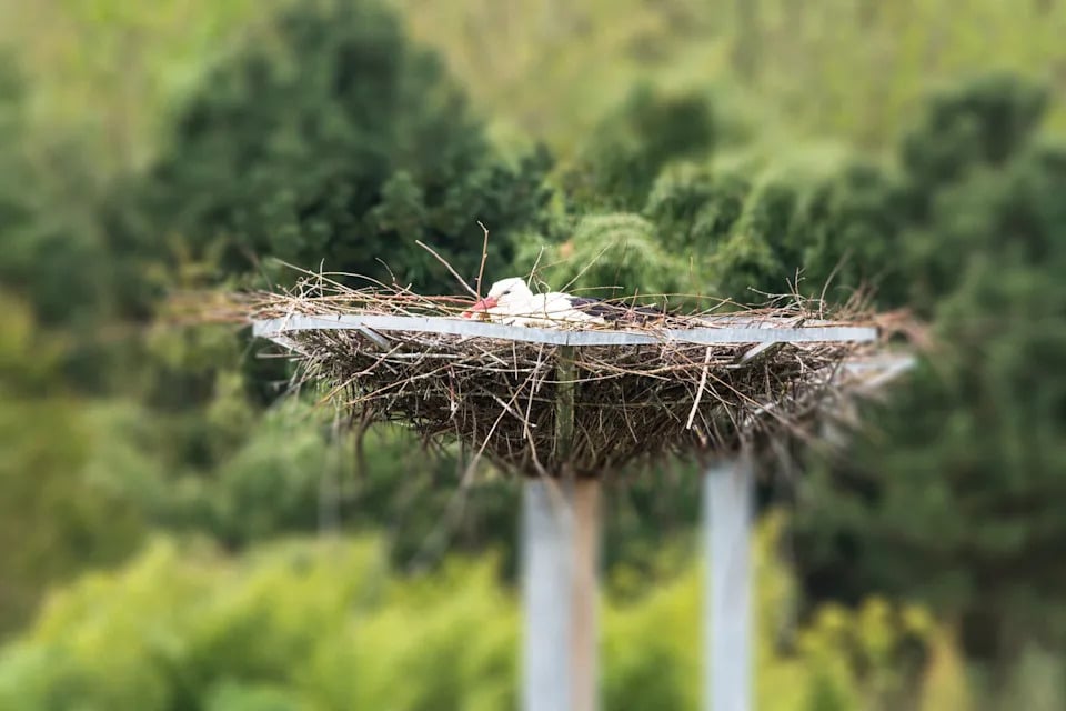 Bird Nesting Threats