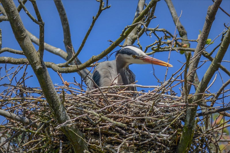 Bird Nesting Tourism