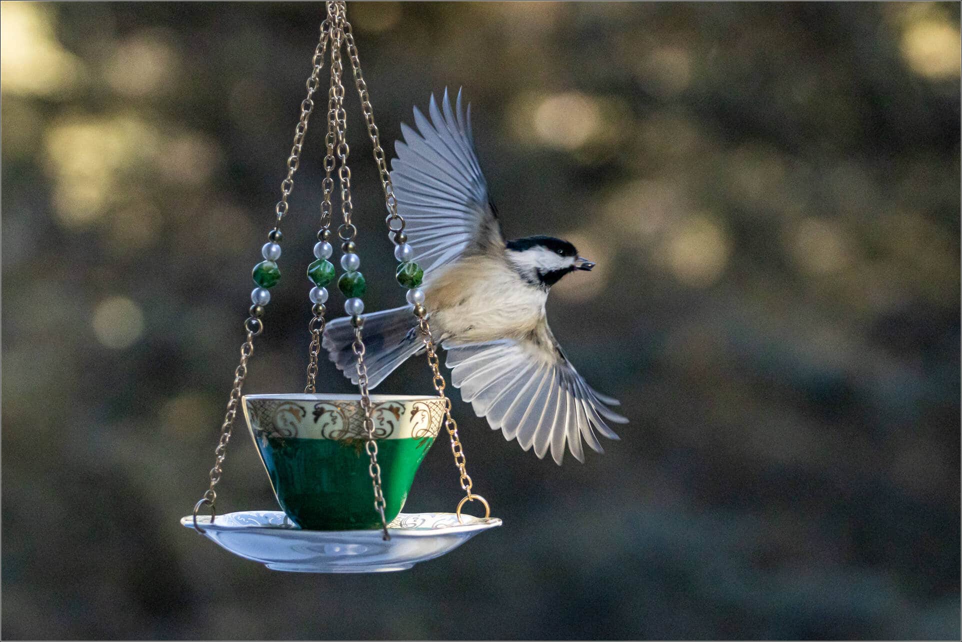 Bird Photography at Feeders