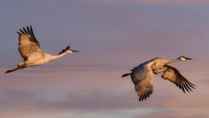 Bird Photography During Migration