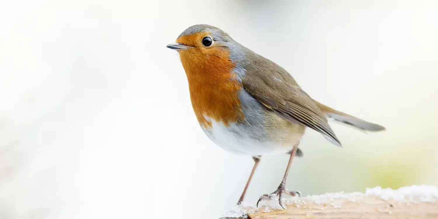 Bird Photography for Beginners