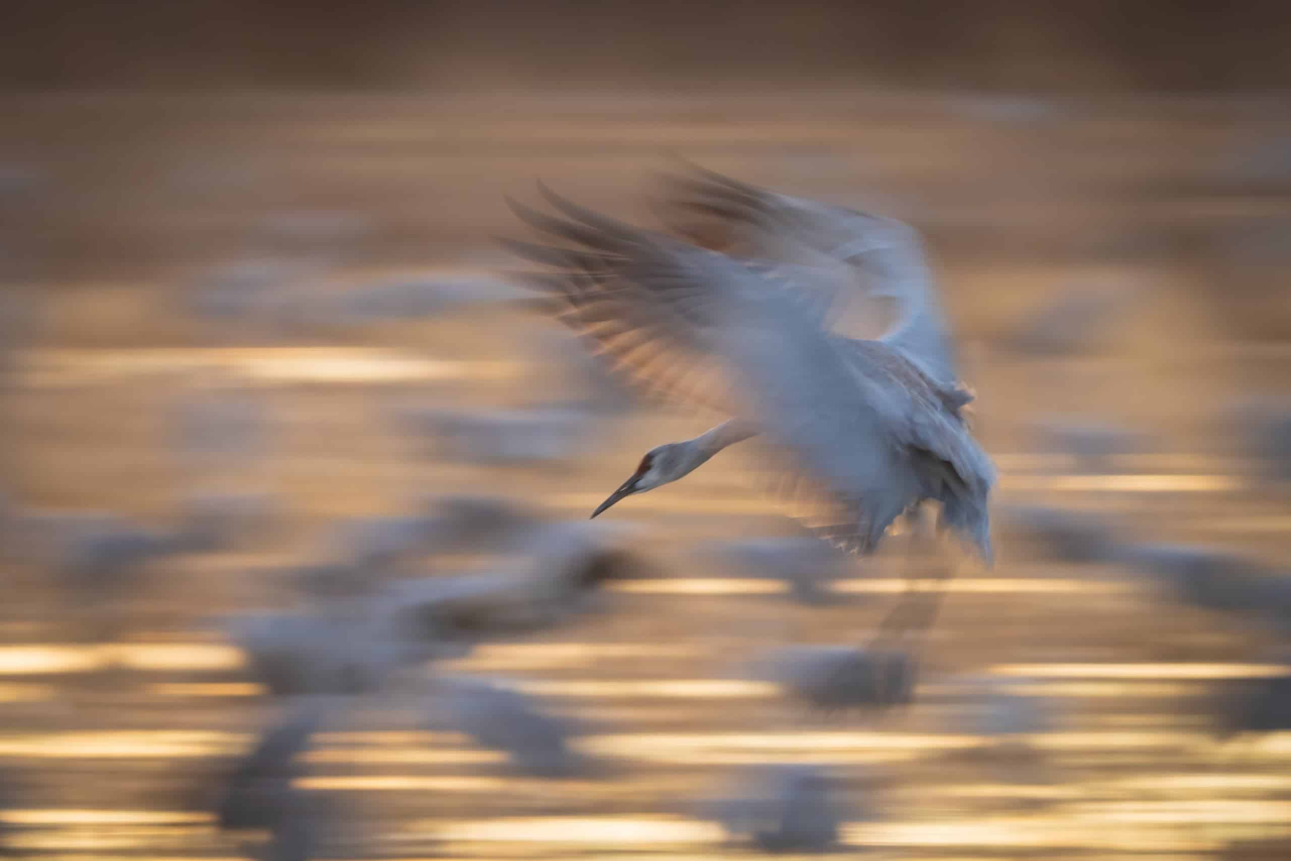 Bird Photography in Flight