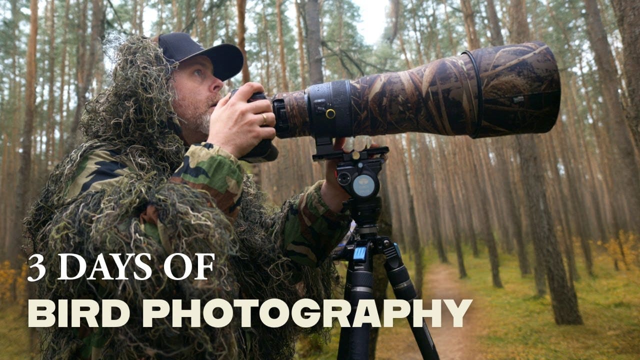 Bird Photography in Forests