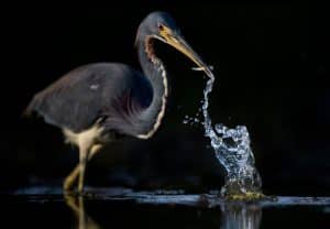 Bird Photography Techniques