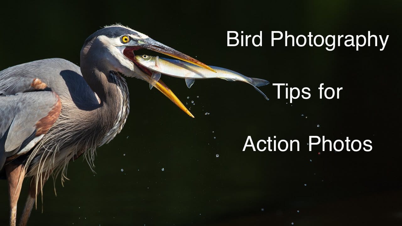 Bird Photography Tips