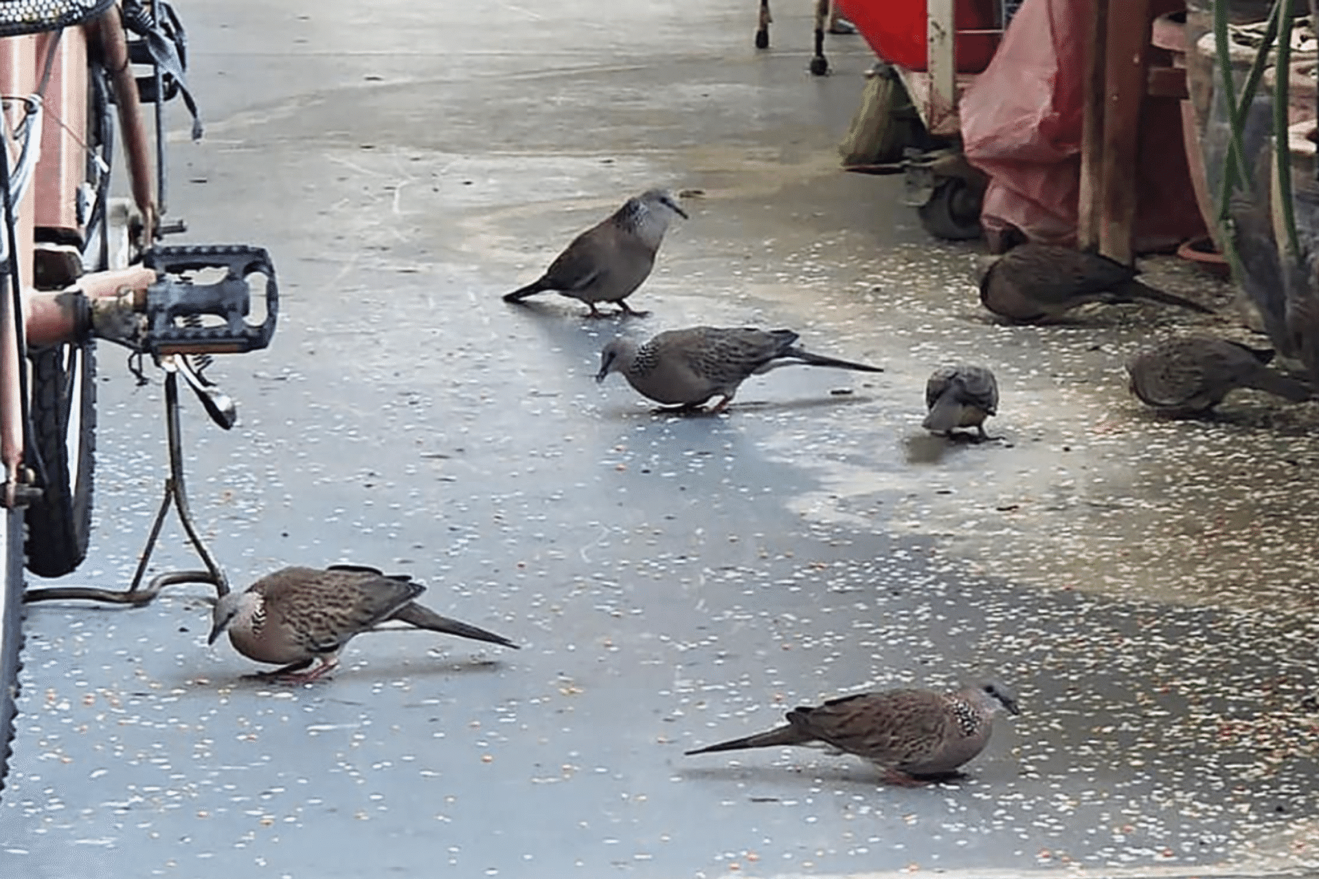Bird Problems in Singapore