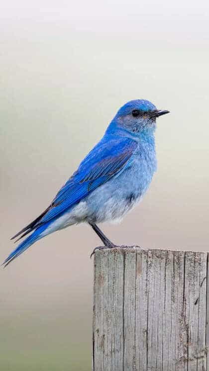 Birds Color Blue