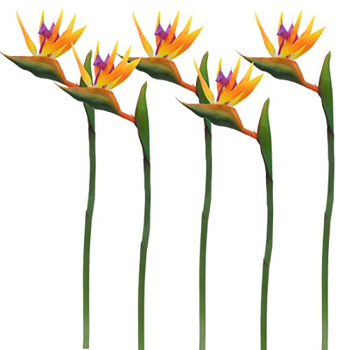 Birds of Paradise Flowers Delivery