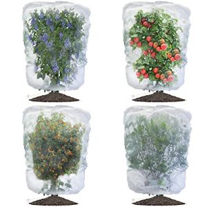 Bushes With Berries for Birds