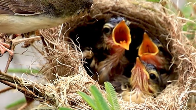 Can a Baby Bird Eat a Worm