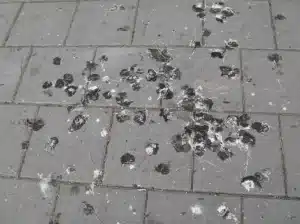 Can Bird Droppings Cause Lung Disease
