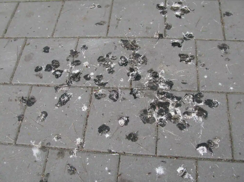 Can Bird Droppings Cause Lung Disease