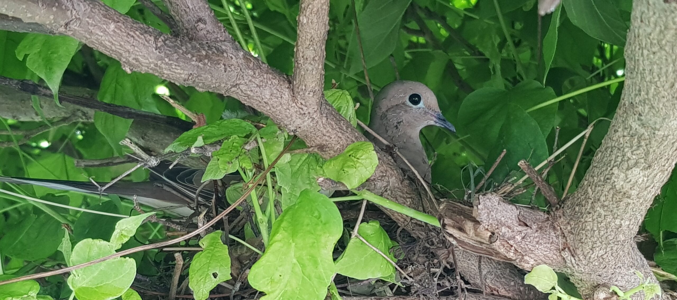 Can Bird Nests Be Moved