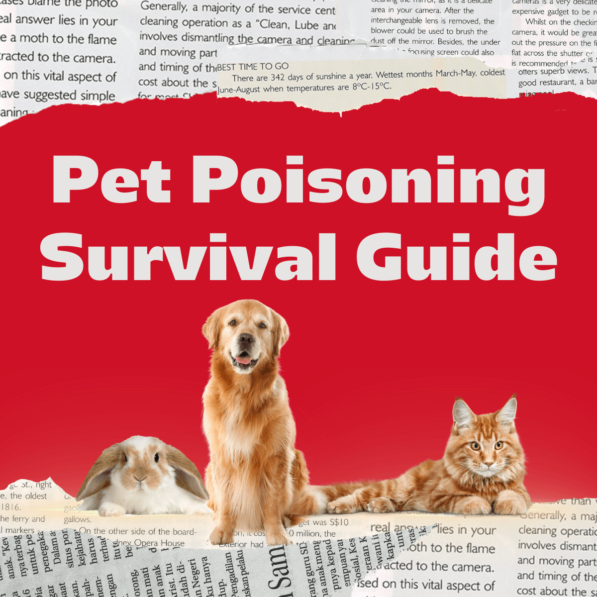 Can Bird Seed Harm Dogs