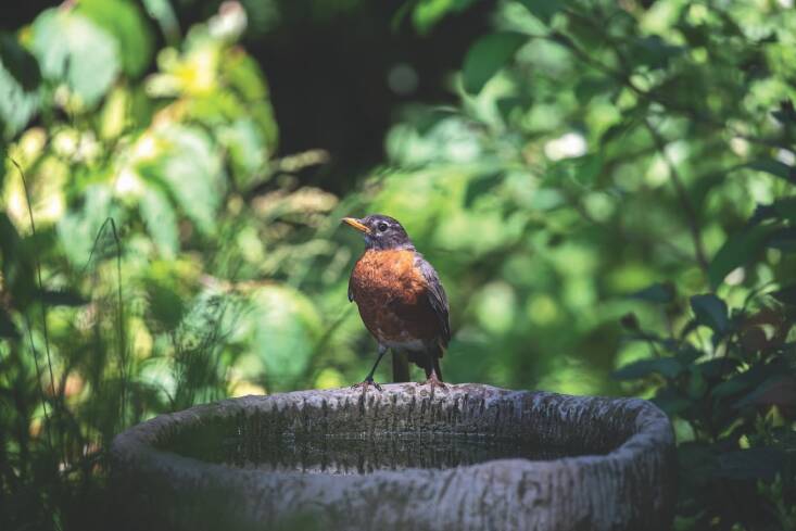 Can Birds Drown in Bird Bath