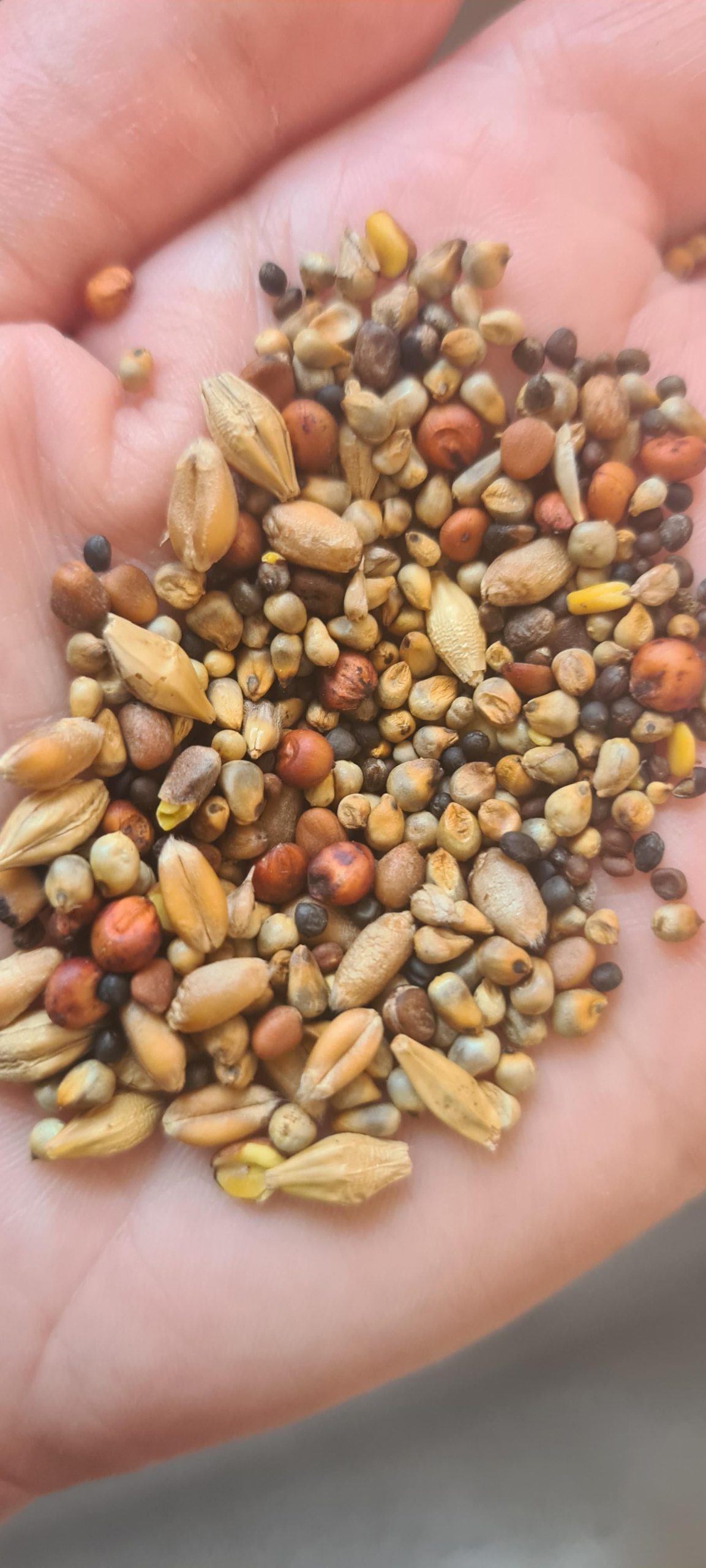 Can Birds Eat Moldy Bird Seed