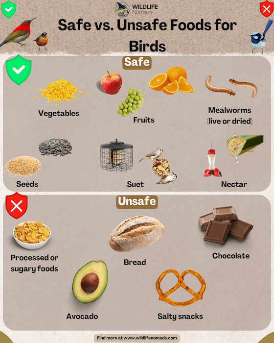 Can Bread Attract Birds