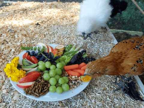 Can Chickens Eat Wild Bird Seed