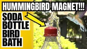 Can Compost Attract Birds