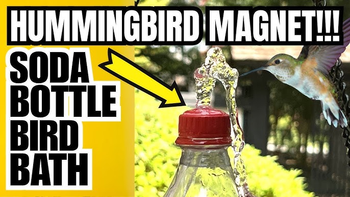 Can Compost Attract Birds