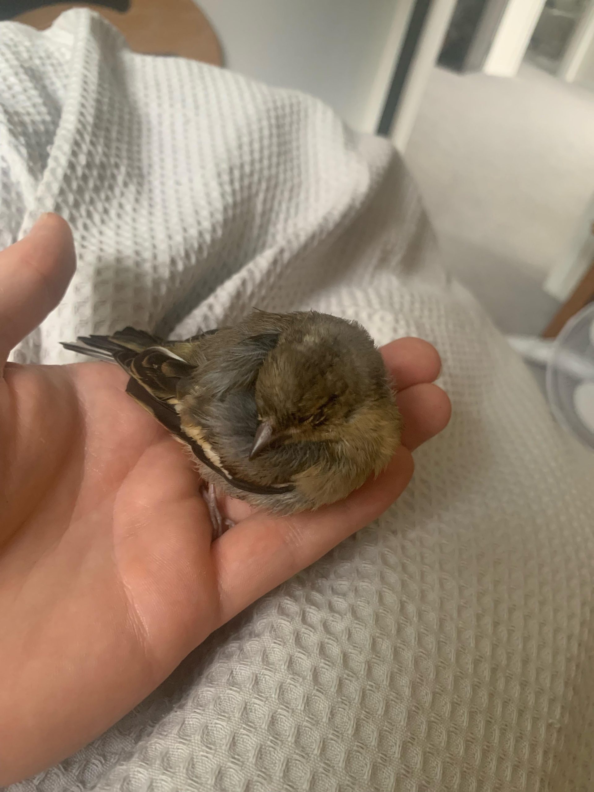 Can Dogs Get Sick from Eating Bird Seed