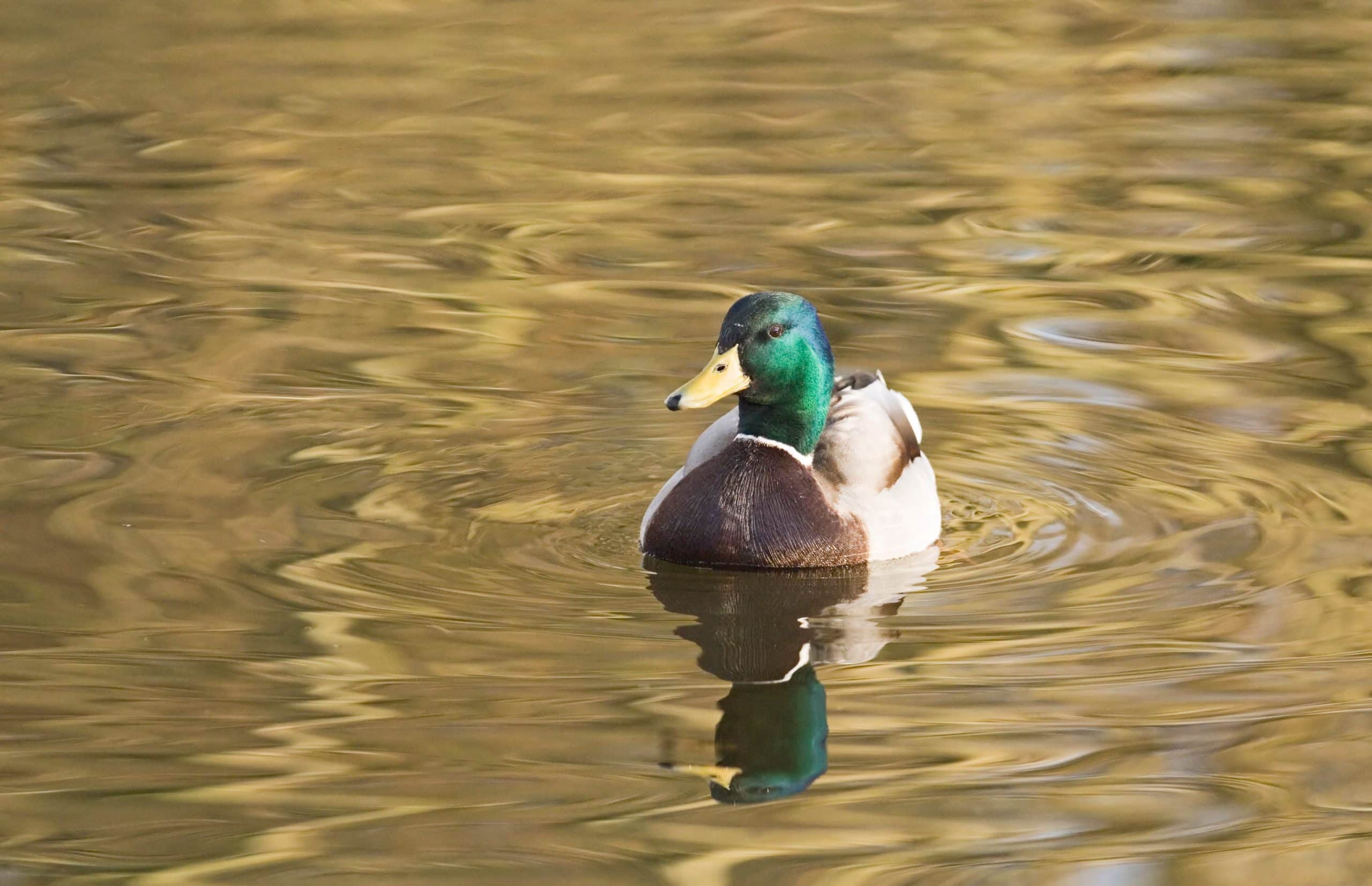 Can Ducks Eat Wild Bird Seed