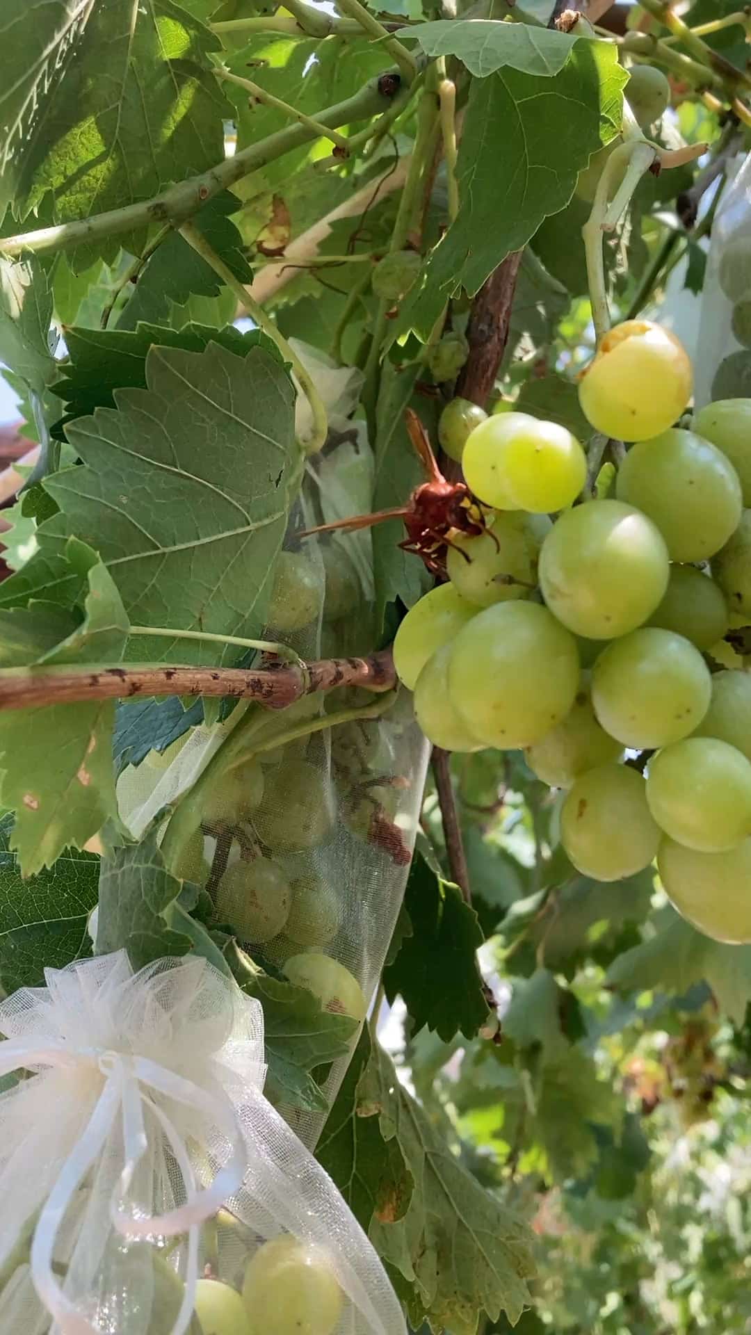 Can Grapes Attract Birds