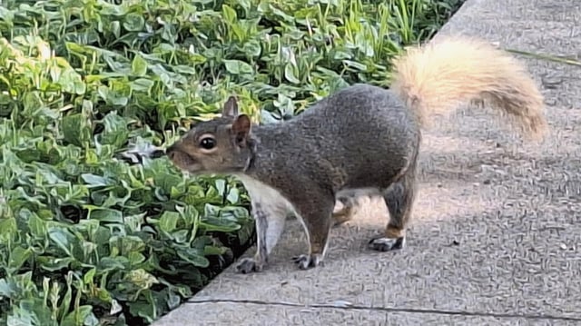 Can Humans Eat Bird Seed