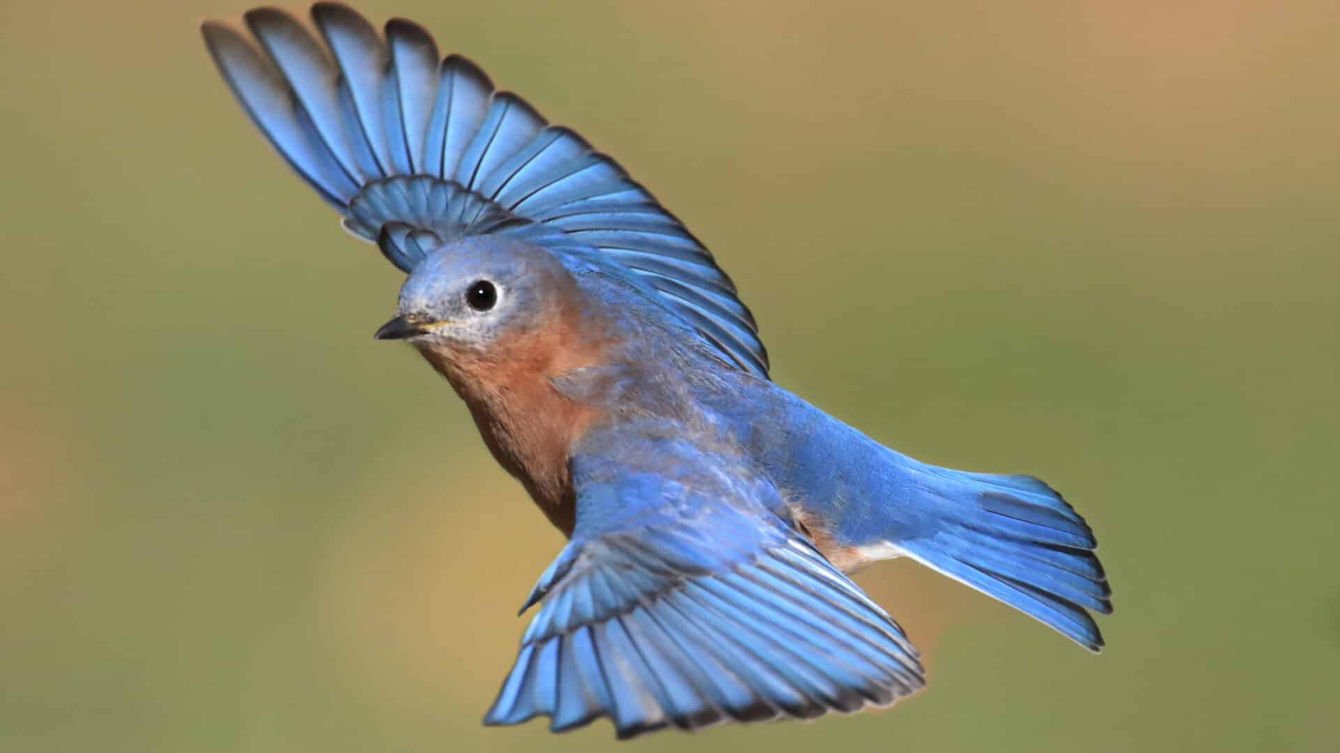 Can Humans Get Fungal Infection from Birds