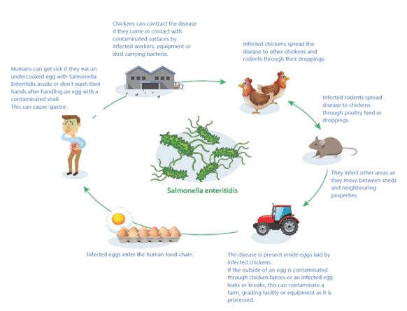 Can Humans Get Salmonella from Birds