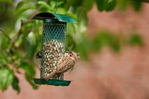 Can Lysol Be Used to Disinfect Bird Feeders
