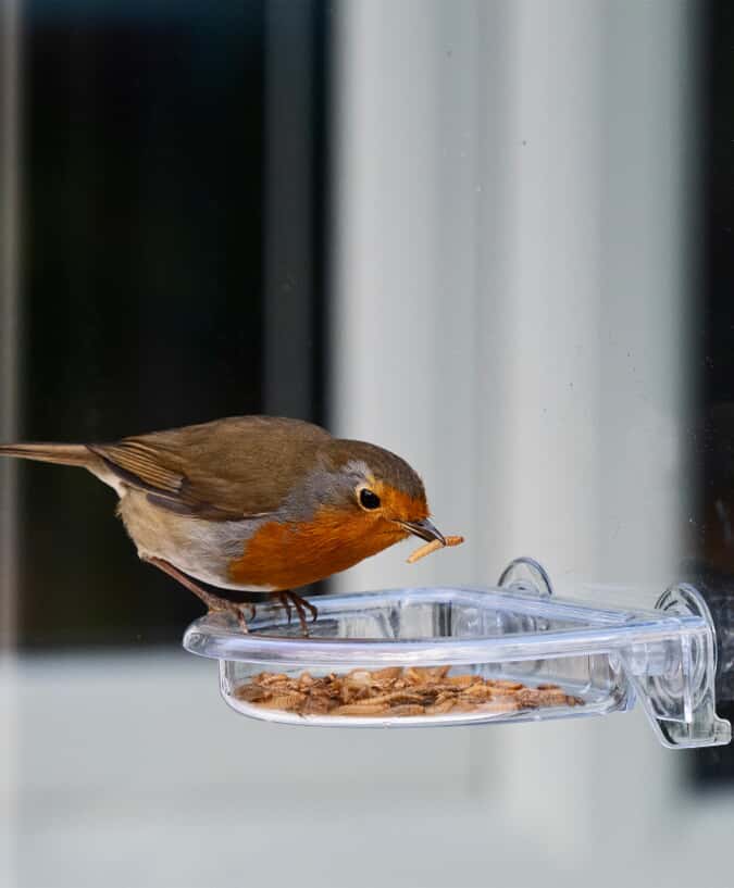 Can Mealworms Live in Bird Feeder in the Sun