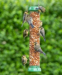 Can Peanuts Attract Birds