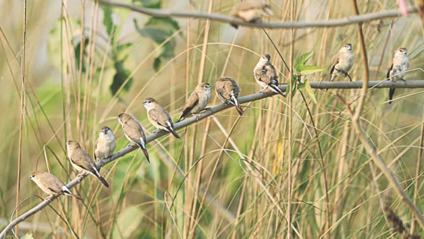 Can Plants Alone Attract Birds