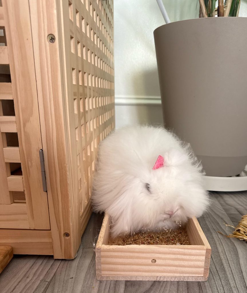 Can Rabbits Eat Bird Seed