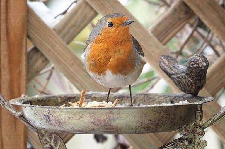 Can Raisins Attract Birds