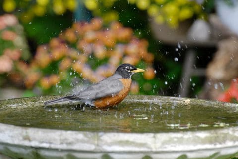 Can Water Alone Attract Birds