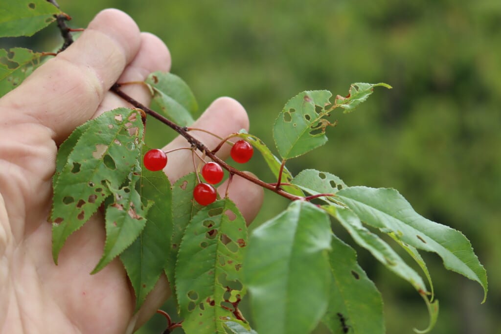 Can You Eat Bird Cherry Berries
