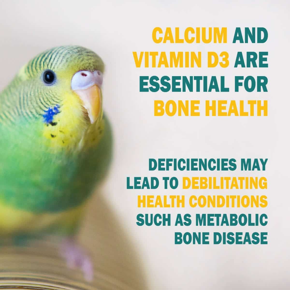 Can You Feed Birds Vitamin D Drops