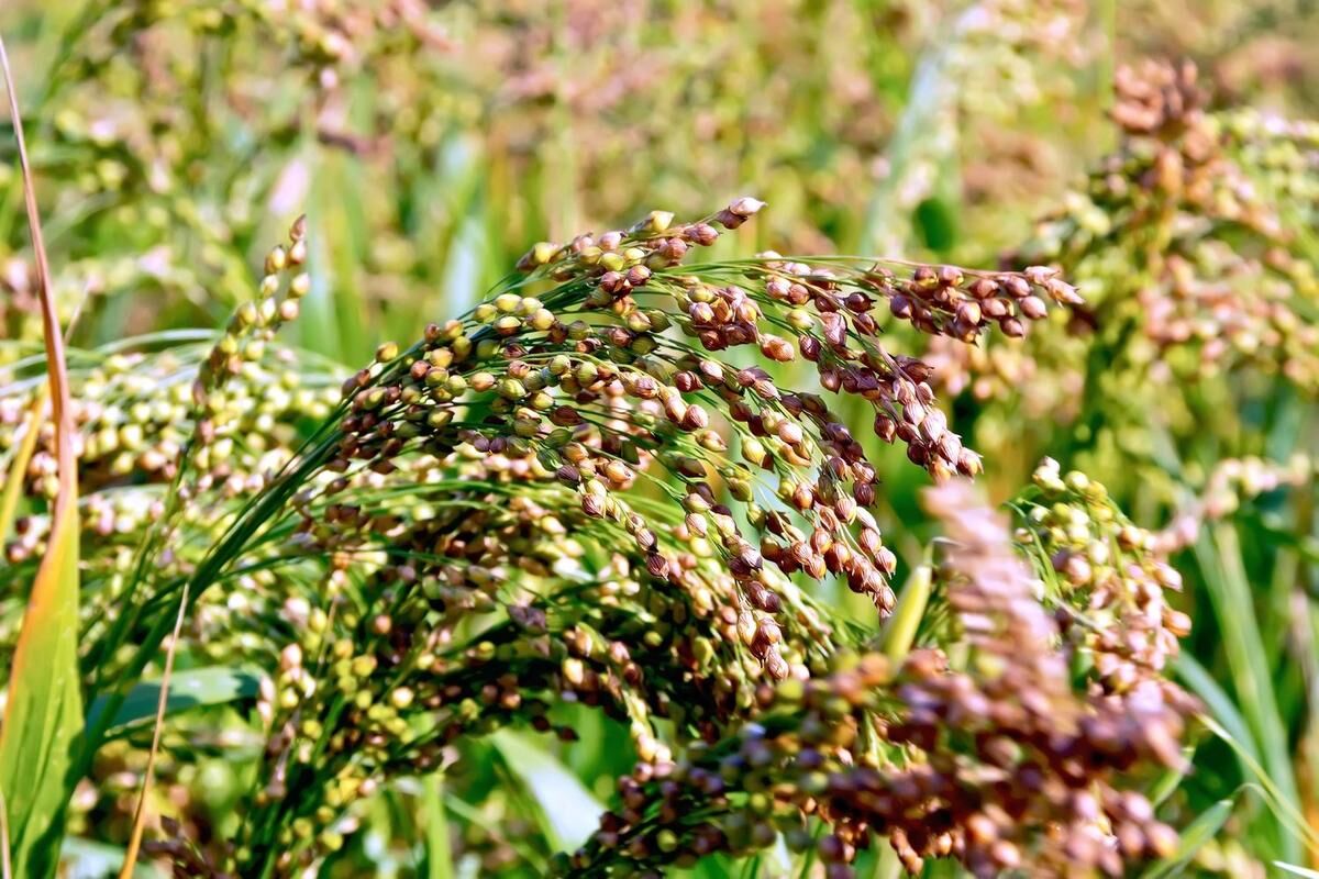 Can You Grow Millet from Bird Seed