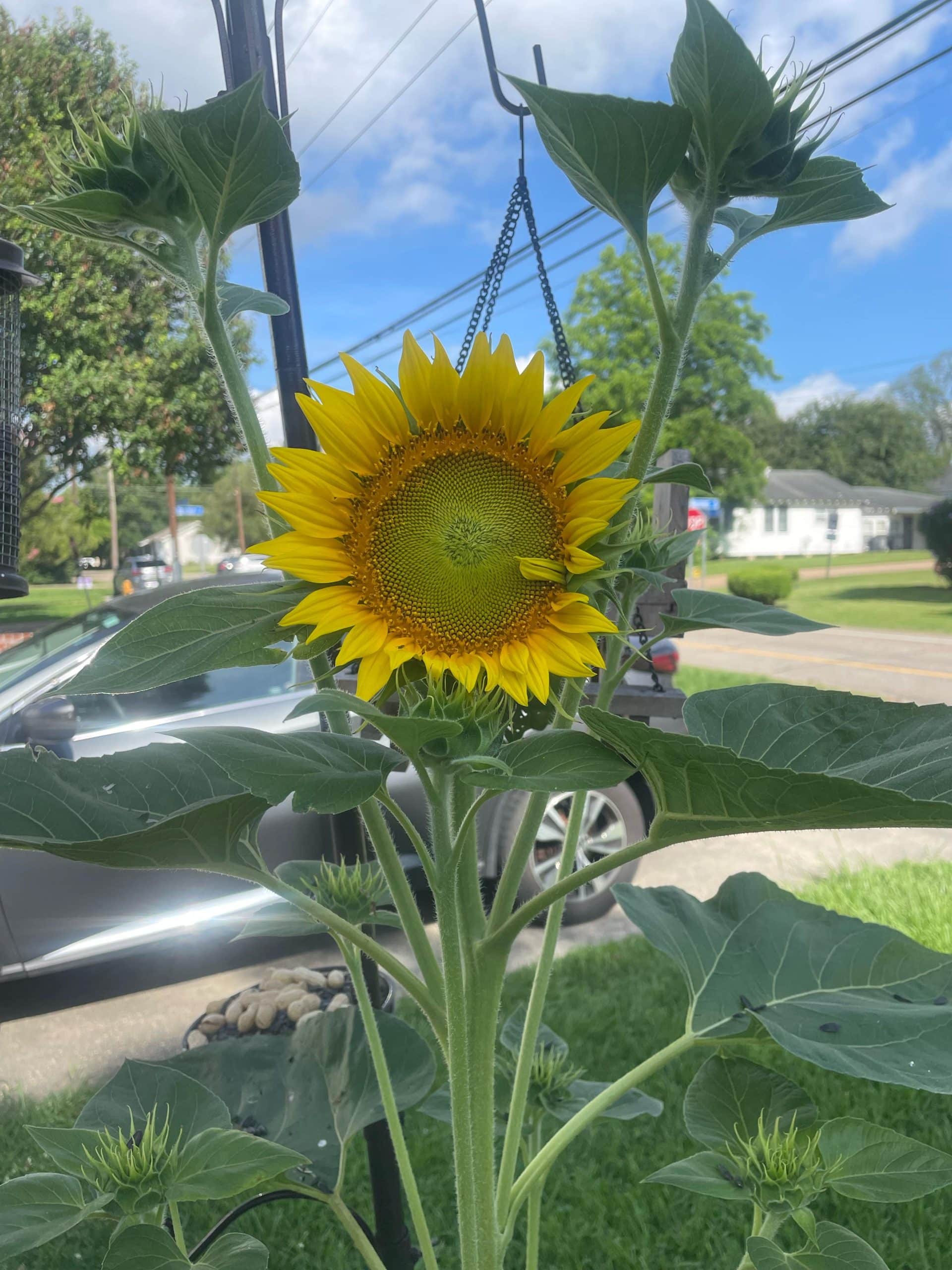 Can You Grow Sunflowers from Bird Seed