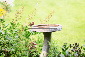 Can You Plant Flowers in a Bird Bath