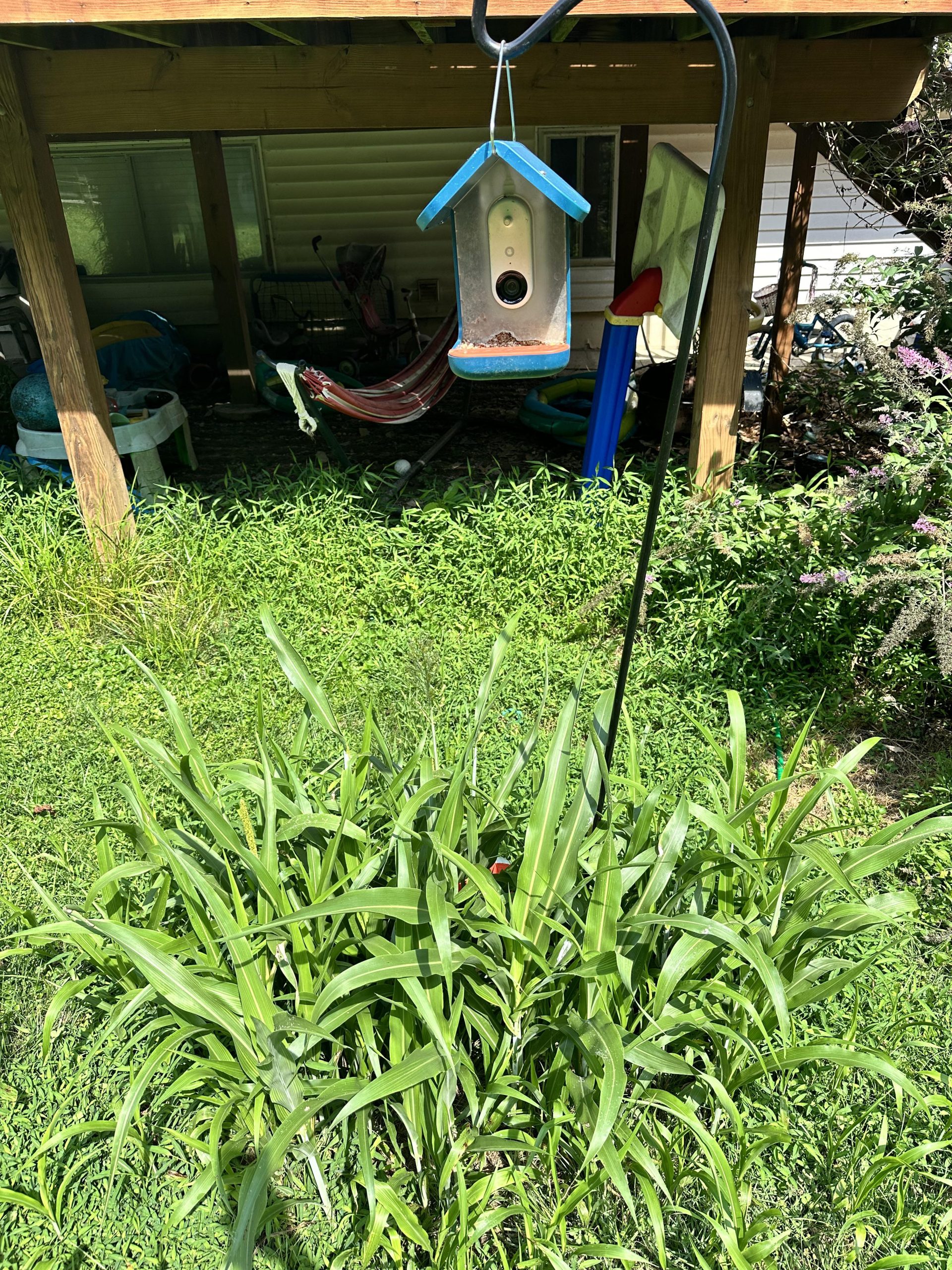 Can You Use Bird Seed to Grow Grass