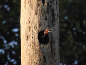 Cavity Nesting Birds
