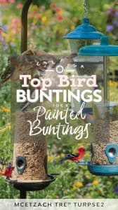 What Bird Seed Attracts Painted Buntings