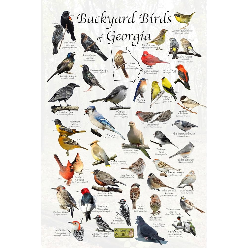 Common Birds in Georgia Usa