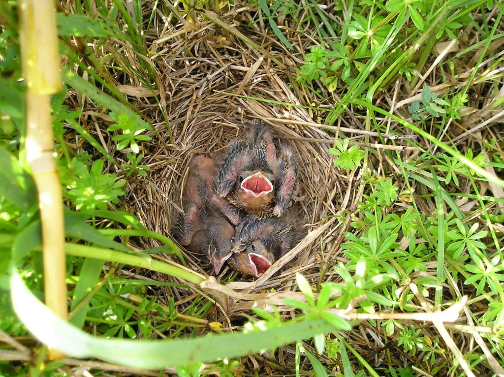 Conservation of Nesting Birds: Essential Strategies to Protect Wildlife ...