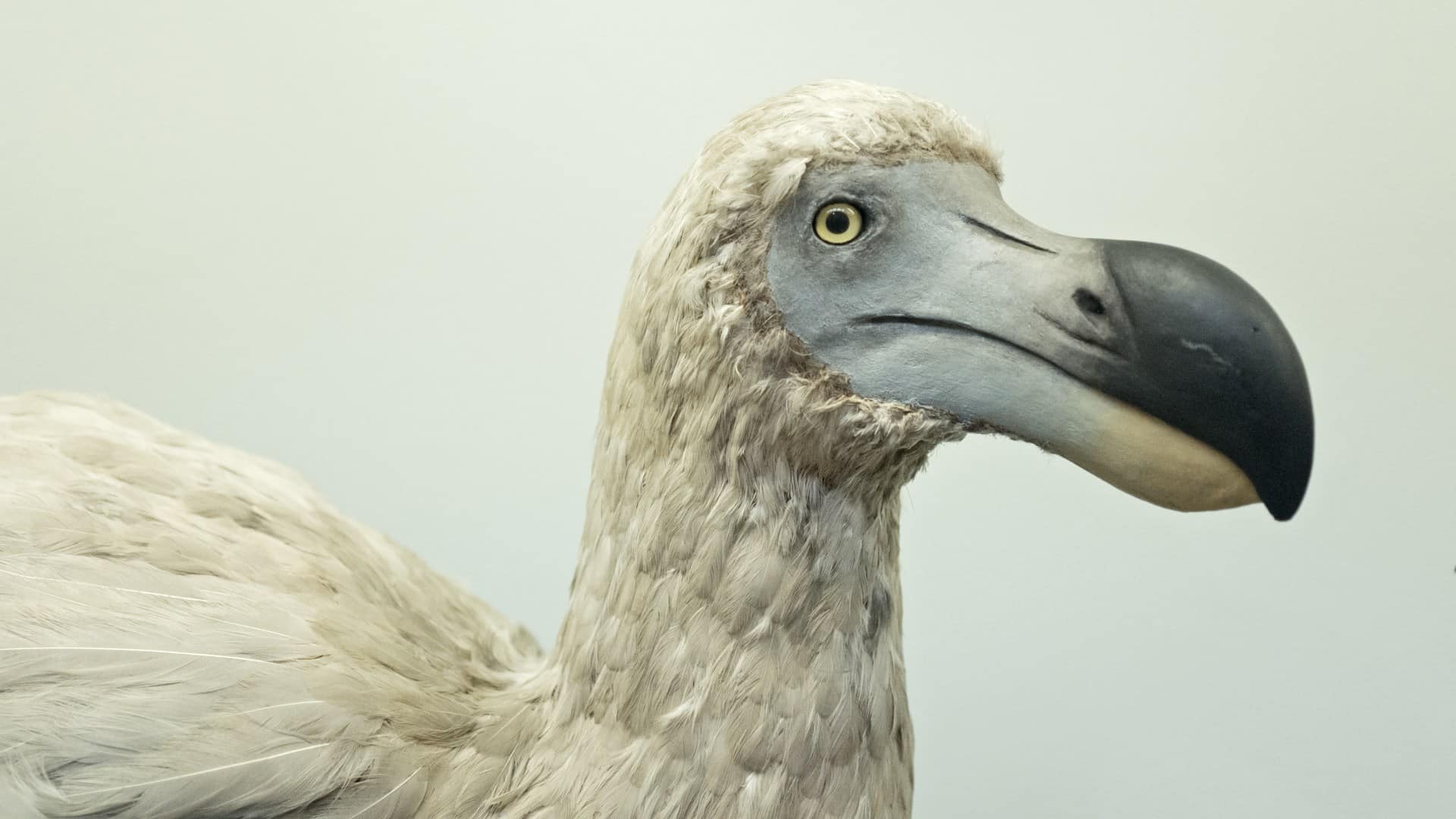 Did the Dodo Bird Live in the Tundra